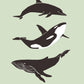 Whale and Dolfin Green Poster