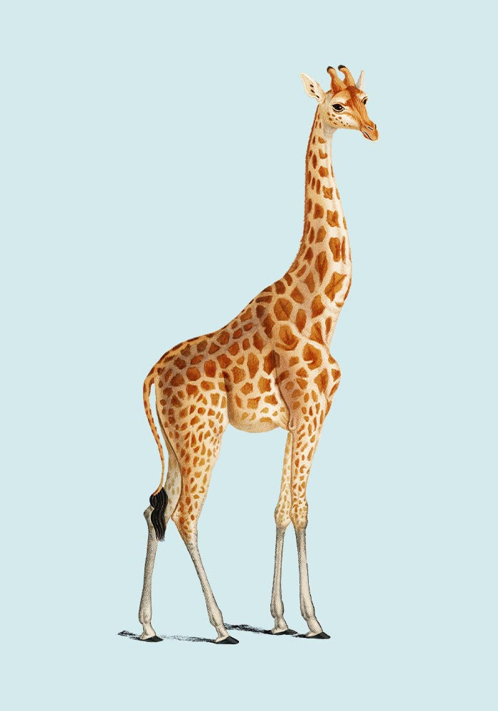 Giraffe Blue Poster