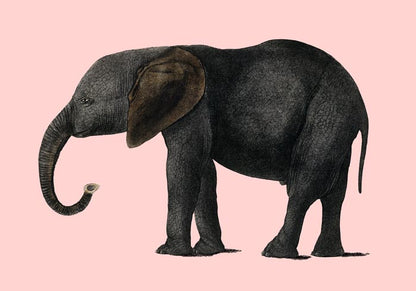 Pink Elephant Animal Illustration