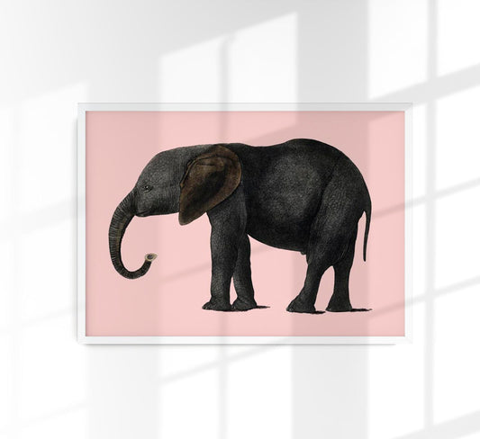 Pink Elephant Animal Illustration