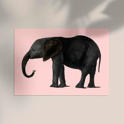 Pink Elephant Animal Illustration