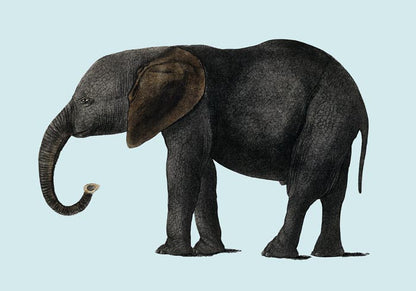 Blue Elephant Animal Illustration