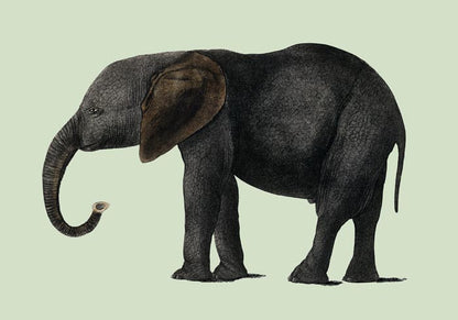 Green Elephant Animal Illustration