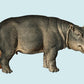 Hippo Blue Illustration