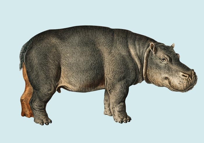 Hippo Blue Illustration