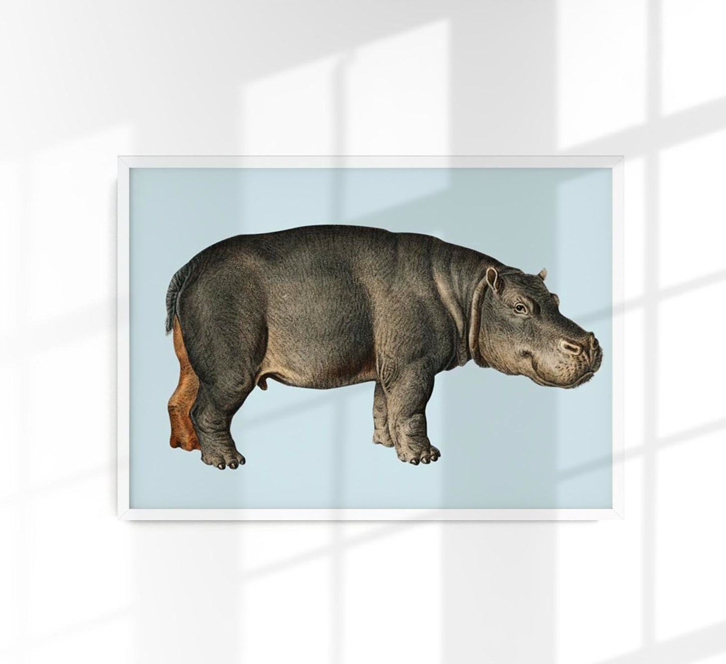 Hippo Blue Illustration