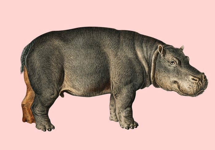 Hippo Pink Illustration