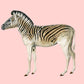 Zebra Pink Illustration