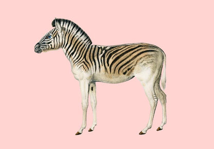 Zebra Pink Illustration