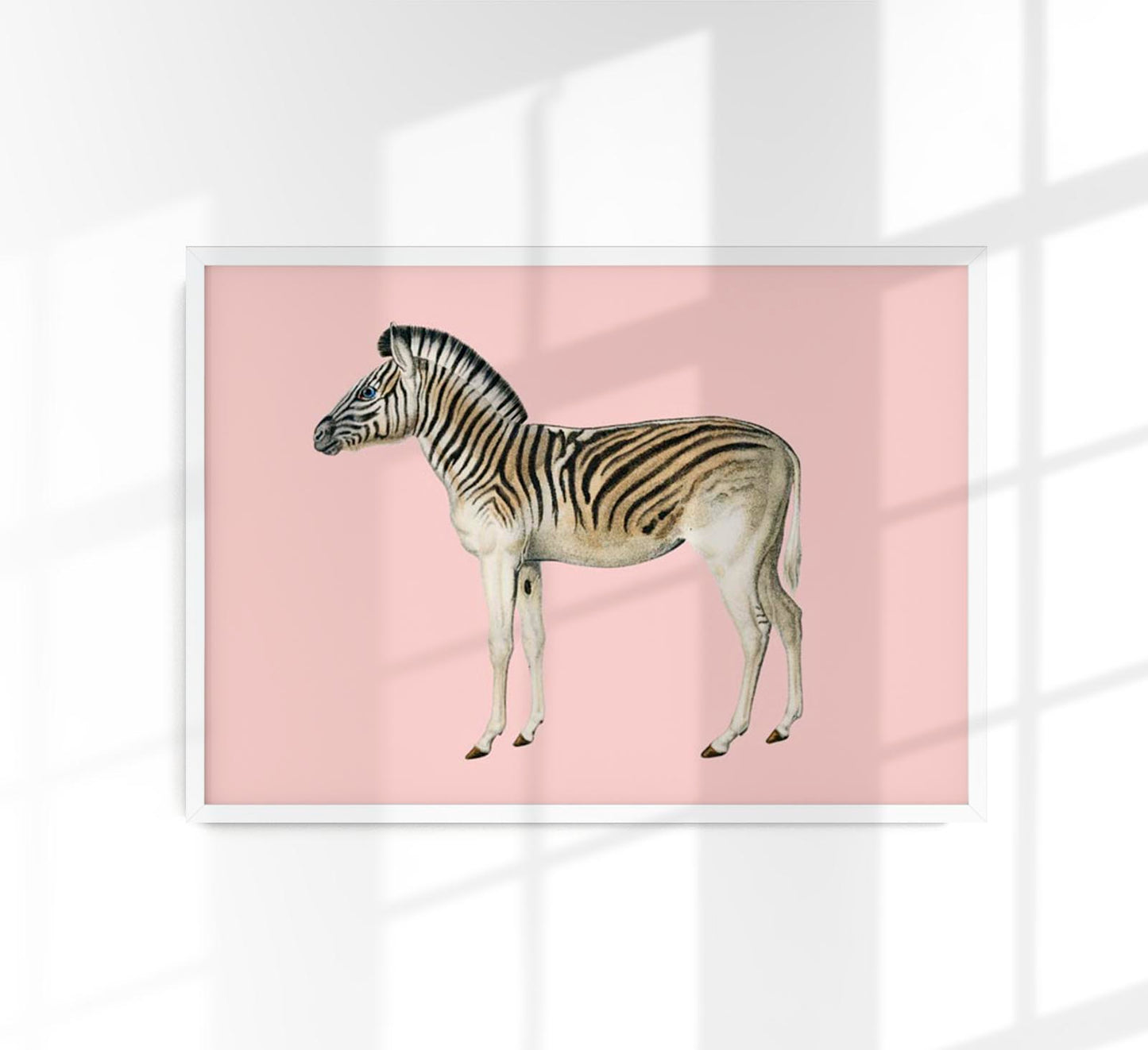 Zebra Pink Illustration