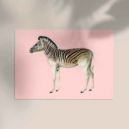 Zebra Pink Illustration