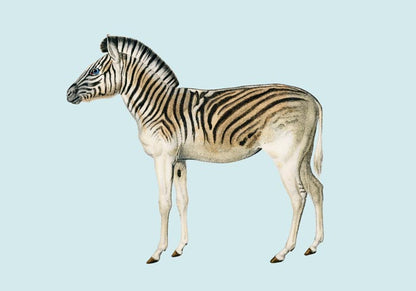 Zebra Blue Illustration