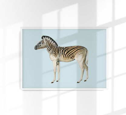 Zebra Blue Illustration