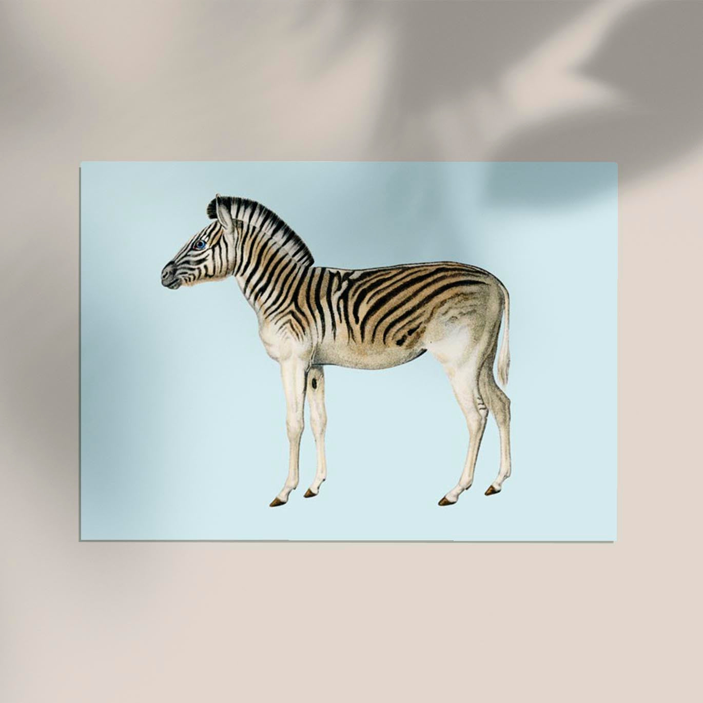 Zebra Blue Illustration