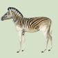 Zebra Green Illustration