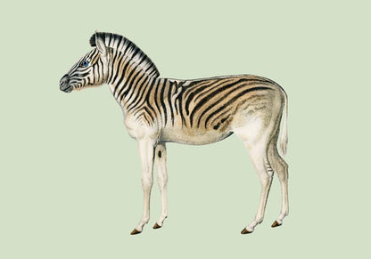 Zebra Green Illustration