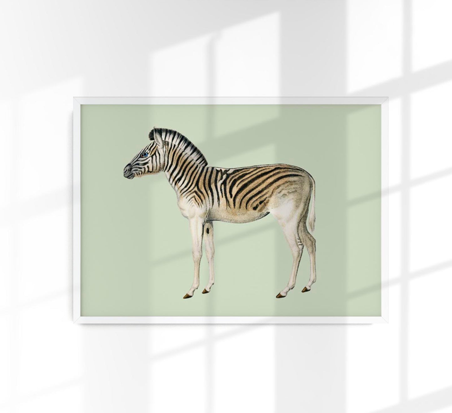 Zebra Green Illustration