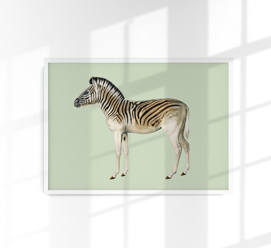 Zebra Green Illustration