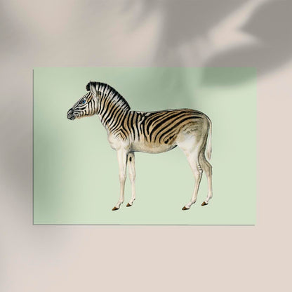 Zebra Green Illustration