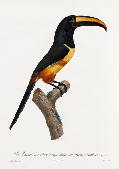 Red Belt Toucan Animal Illustration