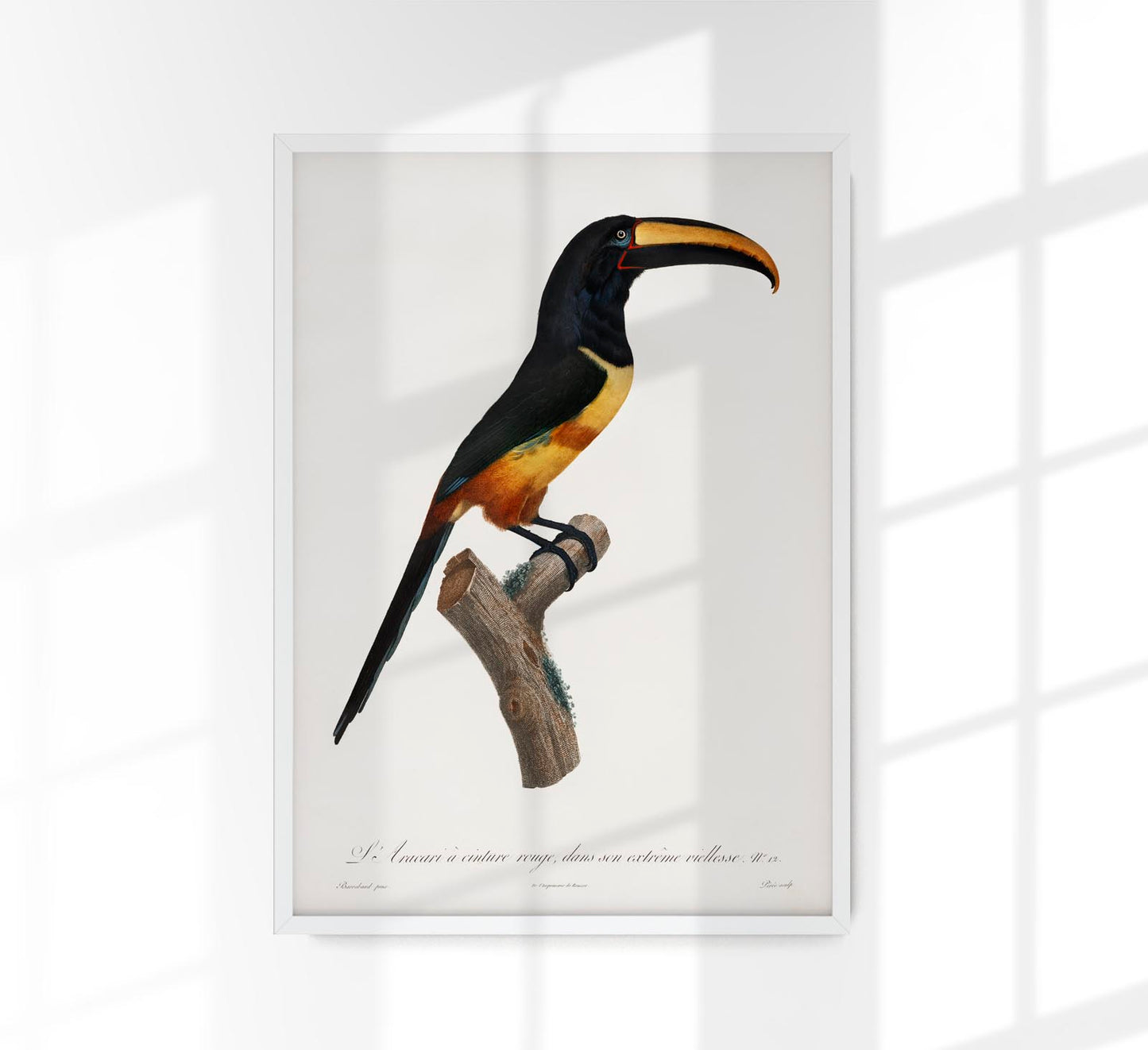 Red Belt Toucan Animal Illustration