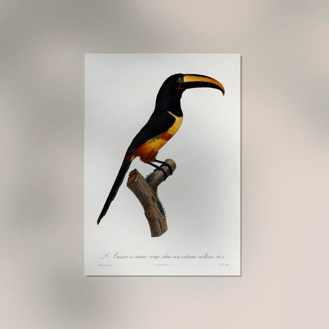 Red Belt Toucan Animal Illustration