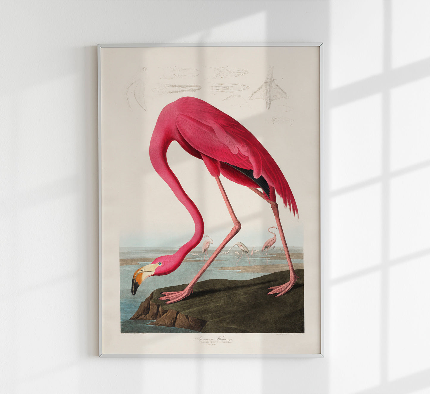 American Pink Flamingo Animal Print