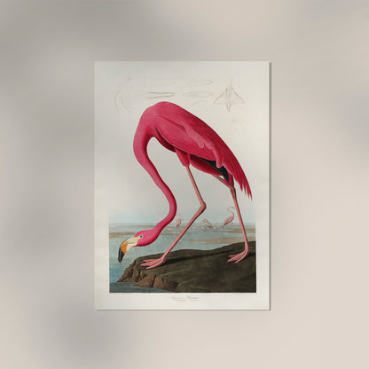 American Pink Flamingo Animal Print