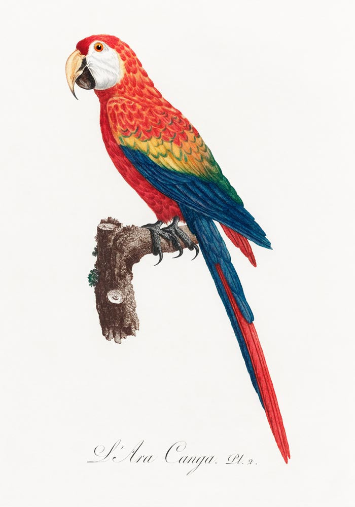 Scarlet Macaw Animal Print