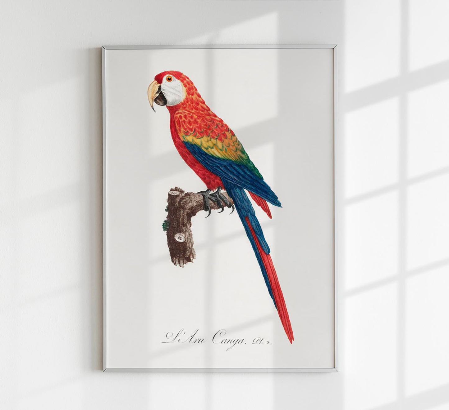 Scarlet Macaw Animal Print