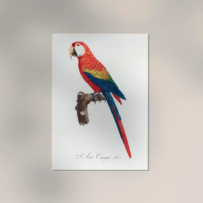 Scarlet Macaw Animal Print