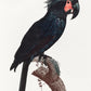 Black Macaw Animal Print