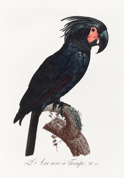 Black Macaw Animal Print