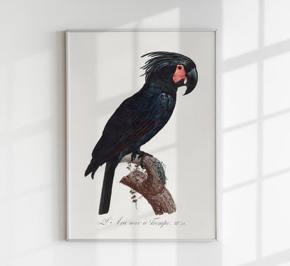 Black Macaw Animal Print