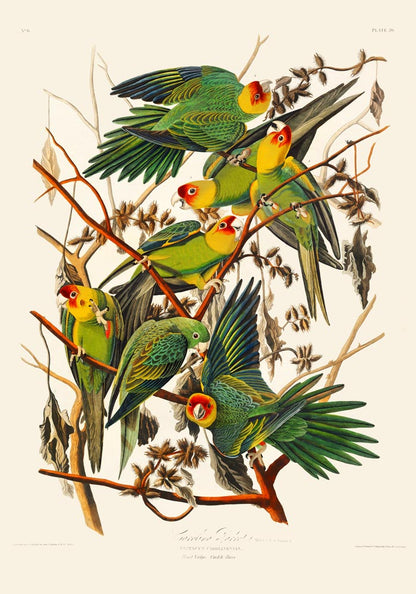 Caroline Parakeet Animal Print