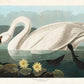 Common American Swan Art Print