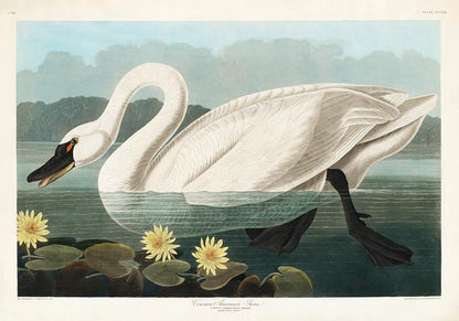 Common American Swan Art Print