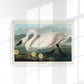 Common American Swan Art Print