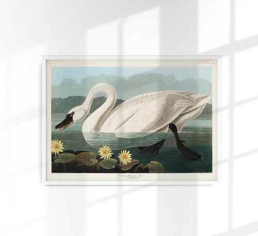 Common American Swan Art Print