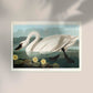 Common American Swan Art Print