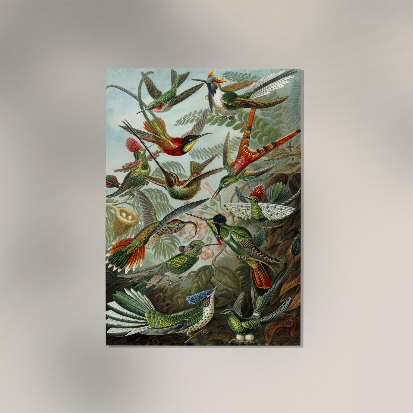 Birds of Paradise by Ernst Haeckel Poster