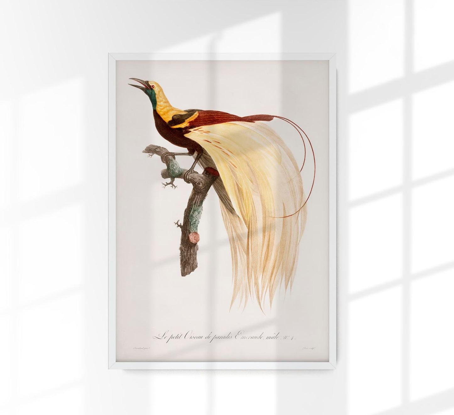 Little Bird of Paradise Animal Print