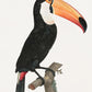 Toucan Animal Print