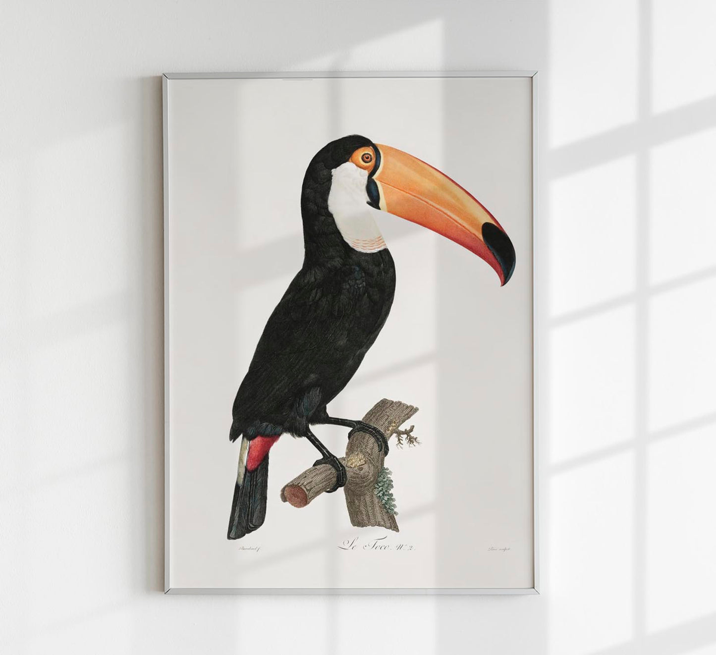 Toucan Animal Print