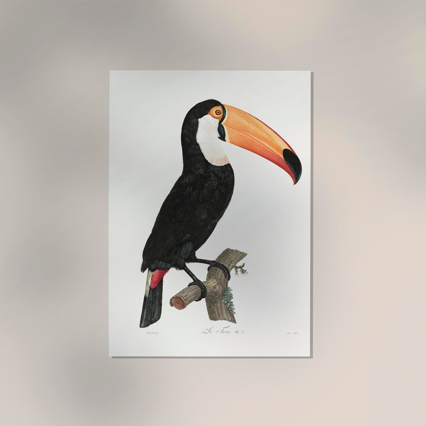 Toucan Animal Print