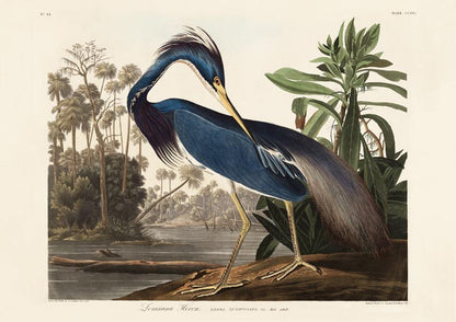 Louisiana Heron Bird Poster