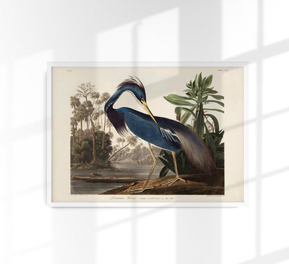 Louisiana Heron Bird Poster