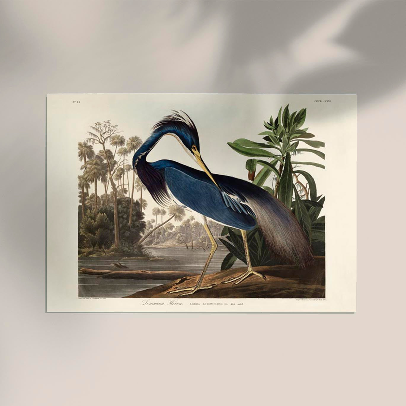 Louisiana Heron Bird Poster