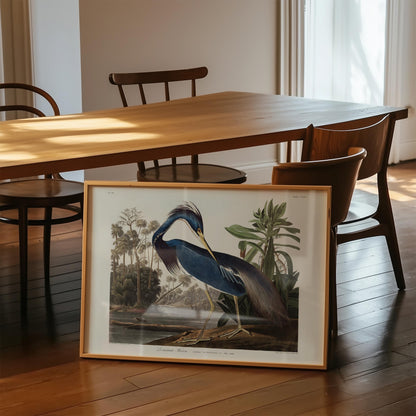 Louisiana Heron Bird Poster