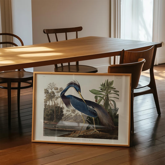 Louisiana Heron Bird Poster